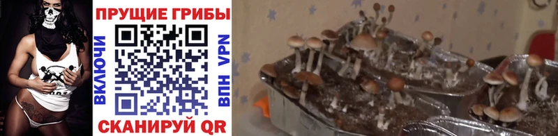 Галлюциногенные грибы Cubensis  наркошоп  Каневская 